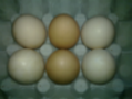 Levná vejce